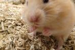 Hamster goudhamster, Dieren en Toebehoren, Knaagdieren, Hamster, November, Meerdere dieren, Tam