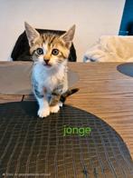 Jonge kittens kruising sphynx en een europese korthaar, Dieren en Toebehoren, Katten en Kittens | Raskatten | Korthaar, Meerdere dieren