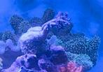 Zeeaquarium stek paddestoel leder lobophytum sp green, Dieren en Toebehoren, Vissen | Aquaria en Toebehoren, Ophalen of Verzenden