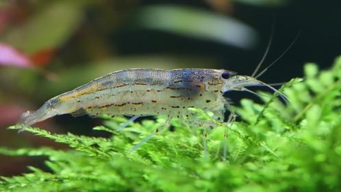 Caridina Japonica - Japonica Garnaal, Dieren en Toebehoren, Vissen | Aquariumvissen, Kreeft, Krab of Garnaal