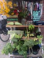 Groenten, stekjes, planten, kraampje, Ophalen, Nieuw