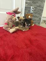 Chihuahua pups, Dieren en Toebehoren, Honden | Chihuahua's en Gezelschapshonden, Reu, Eén hond, Chihuahua, Nederland