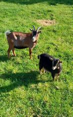Te koop 2 mooie dwerggeitjes., Dieren en Toebehoren, Vrouwelijk, Geit, 0 tot 2 jaar
