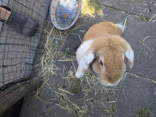 Nederlandse hangoor vrouwtje, Dieren en Toebehoren, Konijnen, Klein, Vrouwelijk, Hangoor