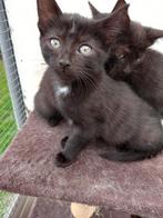 2 zwarte poesjes en 1 zwart katertje, Dieren en Toebehoren, Katten en Kittens | Overige Katten, Meerdere dieren