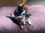 Jack Russel puppy’s ( 3 reutjes), Rabiës (hondsdolheid), Jack Russell Terriër, Reu, 8 tot 15 weken
