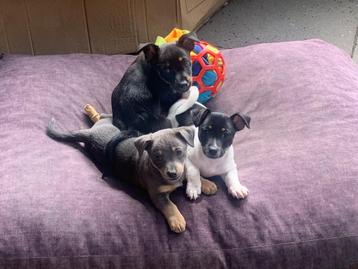 Jack Russel puppy’s ( 3 reutjes) beschikbaar voor biedingen