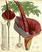 amorphophallus konjac knolletjes ca. 2-3cm doorsnede, Huis en Inrichting, Kamerplanten, Overige soorten, Ophalen of Verzenden