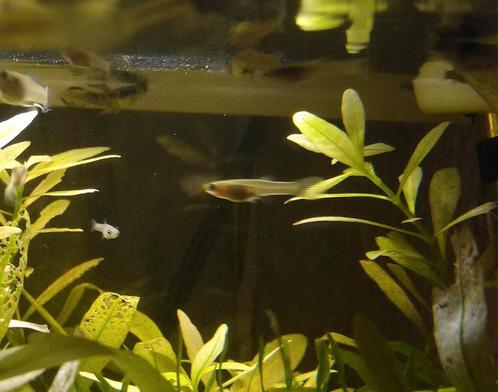 10 (tiger) endler guppen (baby's) voor 3,50€, Dieren en Toebehoren, Vissen | Aquariumvissen, Vis