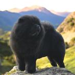 Prachtige Chow chow Reu van 5 jaar, Rabiës (hondsdolheid), Reu, Poolhond, Eén hond