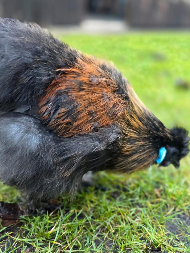 Zijdehoen haantjes, Dieren en Toebehoren, Pluimvee, Kip, Mannelijk