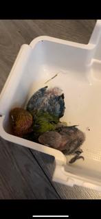 Agapornis personata, Dieren en Toebehoren