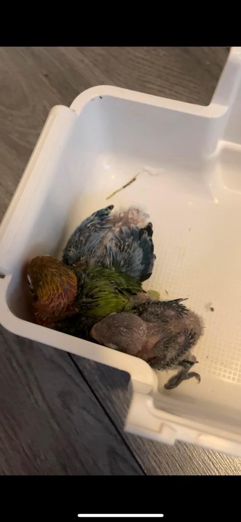 Agapornis personata, Dieren en Toebehoren, Vogels | Parkieten en Papegaaien