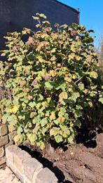 Aalbessenstruik – 1,50m hoog, 1,20m breed. Rode besjes., Ophalen, Vaste plant, Fruitplanten