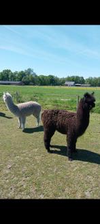 Span alpaca 1 jaar oud, Dieren en Toebehoren, Overige Dieren, Mannelijk, Voor 1 juli 2024