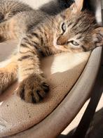 Nog 2 leuke x noorse boskat kittens cypers, Meerdere dieren