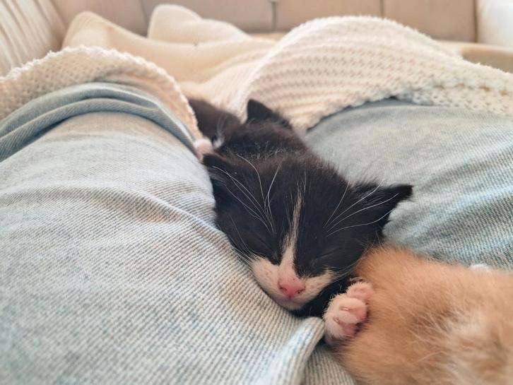 Superlieve, aanhankelijke Europese korthaar kittens, Dieren en Toebehoren, Katten en Kittens | Overige Katten, Kortharig, Meerdere dieren