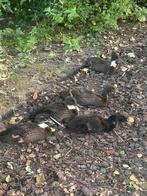 4 stuks Loopeend kuikens, Indische loopeenden, eendjes, Dieren en Toebehoren, Pluimvee, Geslacht onbekend, Eend