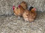 Mooi trio orpingtons, Meerdere dieren, Kip