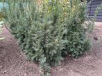 Haagplanten, Ophalen, Taxus, Haag, Minder dan 100 cm