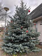 Wie wilt dit nou niet Prachtige Blauw Spar, Tuin en Terras, Planten | Bomen, Ophalen