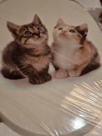 WC bril met schattige poesjes!, Ophalen of Verzenden, Nieuw