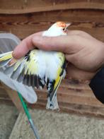 Majoor putter bonte eumo man, Dieren en Toebehoren, Mannelijk, Wildzangvogel, Geringd