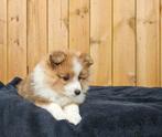 Pomeriaan x Sheltie pup, Parvo, Overige rassen, 8 tot 15 weken, Teef