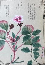 Botanische aquarel Iwasaki Tsunemasa Honzo Zufu nummer 3, Antiek en Kunst, Kunst | Etsen en Gravures, Ophalen of Verzenden