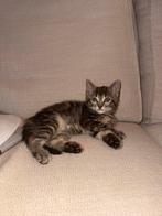 Kitten, Dieren en Toebehoren, Poes, Ontwormd, 0 tot 2 jaar