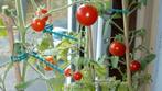 Cherry tomaten plantjes, Tuin en Terras, Planten | Tuinplanten, Zomer, Ophalen, Groenteplanten, Eenjarig