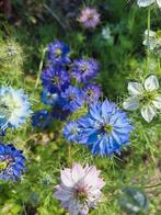 Nigella damascena mix zaden, juffertje in het groen, Ophalen of Verzenden, Volle zon
