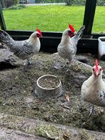 haan groninger meeuw kriel, Dieren en Toebehoren, Pluimvee, Mannelijk, Kip