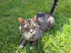 Cyperse kater zoekt een nieuw thuis, Meerdere dieren, 3 tot 5 jaar