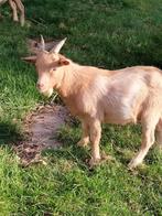 Dwergbok Dekbok, Dieren en Toebehoren, Schapen, Geiten en Varkens, Mannelijk, Geit, 0 tot 2 jaar