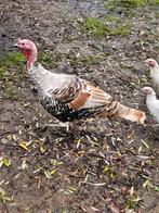 Kalkoenen haan en hen, Dieren en Toebehoren, Pluimvee, Meerdere dieren, Kalkoen