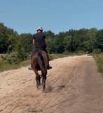 Super lieve 4 jarige draver ruin / 4 jarig paard, Dieren en Toebehoren, Gechipt, Ruin, 3 tot 6 jaar, 160 tot 165 cm