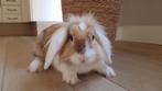 Lieve dwerghangoor Chico, gecastreerd (Rabbit Ranch), Dieren en Toebehoren, Mannelijk, Dwerg, Hangoor, 0 tot 2 jaar