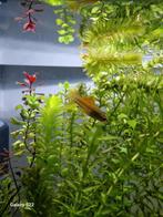 Helleri neon zwaarddrager koppeltje 6 maanden oud, Dieren en Toebehoren, Vissen | Aquariumvissen, Vis