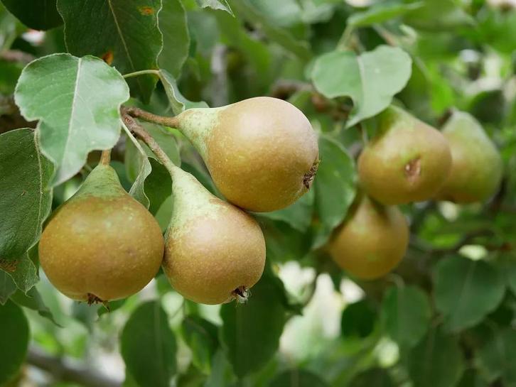 Verse Stoofperen - Zo van de boom!, Diversen, Levensmiddelen, Ophalen