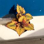 Coleus Anastas 🍍 stekje, Overige soorten, Eenjarig, Ophalen of Verzenden, Bloeit niet
