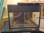 Dutch Rana Paludarium 60x40x50, Dieren en Toebehoren, Ophalen, Gebruikt, Terrarium of Paludarium
