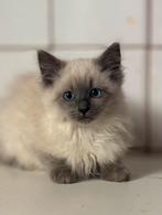Prachtig ragdoll poesje, Poes, Ontwormd, 0 tot 2 jaar