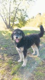 Dekreu. Labradoodle. Niet te koop!, Dieren en Toebehoren, Honden | Chihuahua's en Gezelschapshonden, Eén hond, 3 tot 5 jaar, Nederland