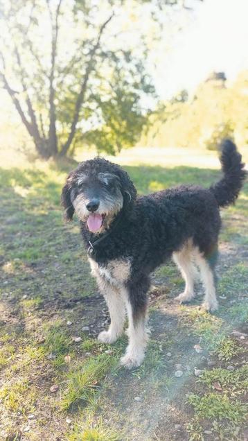 Dekreu. Labradoodle. Niet te koop! beschikbaar voor biedingen
