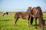 Meerdere paarden en pony's wegens inkrimping, Dieren en Toebehoren, Pony's, 0 tot 2 jaar, A pony (tot 1.17m), Gechipt, Onbeleerd