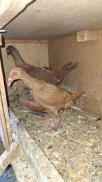 Koppel sierduiven te koop