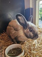 Sallander rammen, Dieren en Toebehoren, Konijnen, Mannelijk, Middelgroot, 0 tot 2 jaar