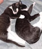 Kittens tuxedo, Meerdere dieren, Kortharig, 0 tot 2 jaar