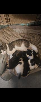 4 lieve aanhankelijke kittens 9 weken oud, Dieren en Toebehoren, Katten en Kittens | Overige Katten, Meerdere dieren